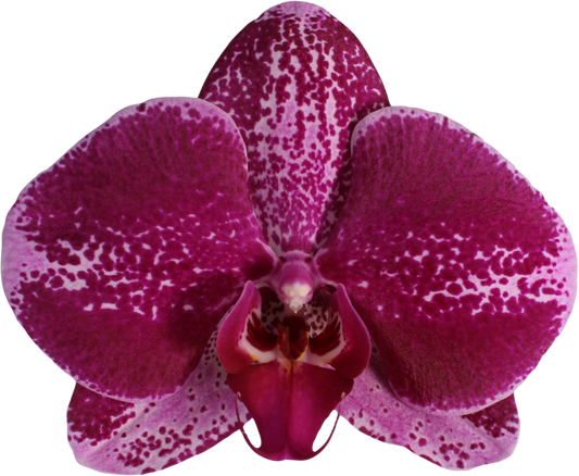 Phalaenopsis Orchion (Healthy in 50mm pot)