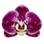 Phalaenopsis Compilation (Healthy in 50mm pot)