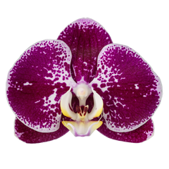 Phalaenopsis Compilation (Healthy in 50mm pot)