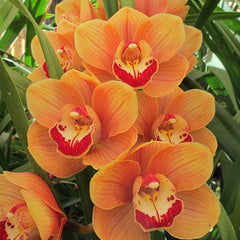 Cymbidium Harbour City Flasher