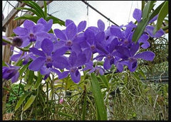 Pack of 5 Rhynchostylis (Foxtail Orchids)