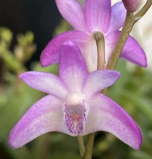 Dendrobium Delicatum (Hybrid)