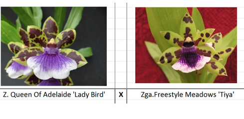 Zygo. Queen of Adelaide 'Lady Bird' x Zygo. Freestyle Meadows 'Tiya'