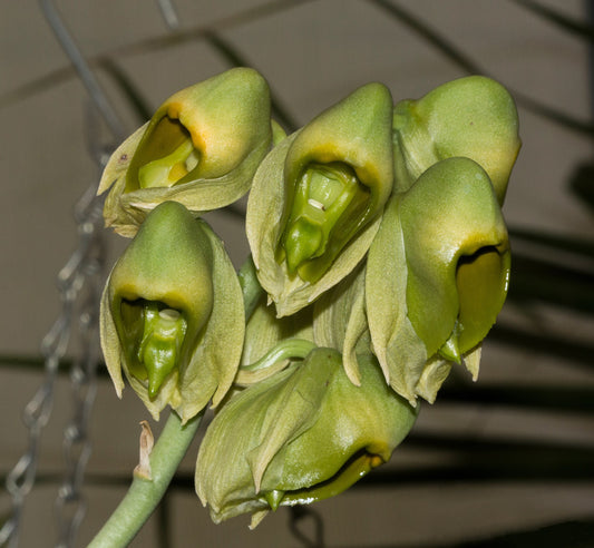 Catasetum macroglossum (Species from Ecuador)