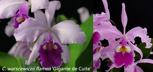 Cattleya warscewiczii (f. flamea ‘Gigante de Cuite’ x tipo ‘1776’)