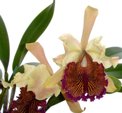 Cattleya Dowiana aurea (FLASK/TISSUE CULTURE 20+ PLANTS)