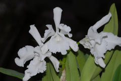 C. eldorado concolor Clori x C. eldorado f. alba Miki