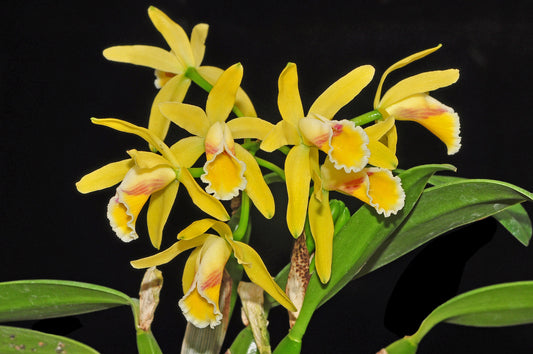 Cattleya luteola x Cattleya Beaufort (Beautiful Hybrid)
