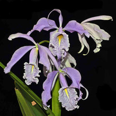 Cattleya maxima coerulea 'Angelo' x 'Hector'