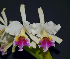 Cattleya rex (Moyobamba) x Cattleya luteola (Quintal)