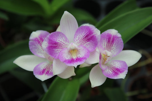 TOP- Caulocattleya Chantilly Lace 'Twinkle' HCC/AOS ( Fragrant )