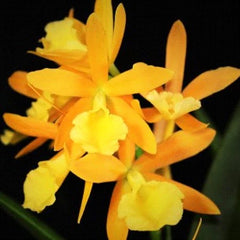 CHZ. HSINYING NARANJA 'GOLDEN SUNSHINE'
