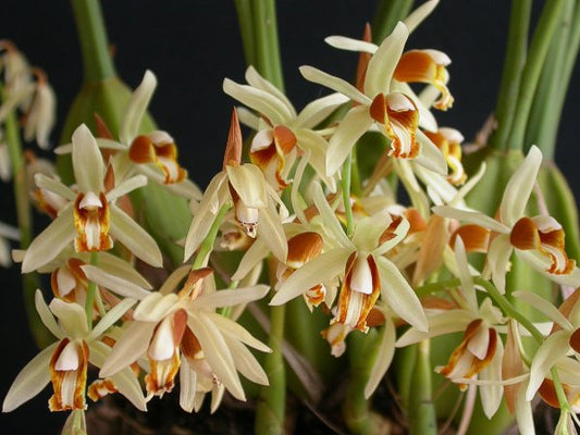 Coelogyne Trinervis (Fragrant Rare Species)