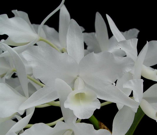 Cattleya Skinneri Alba 4N (Fragrant) VERY RARE TETRAPLOID