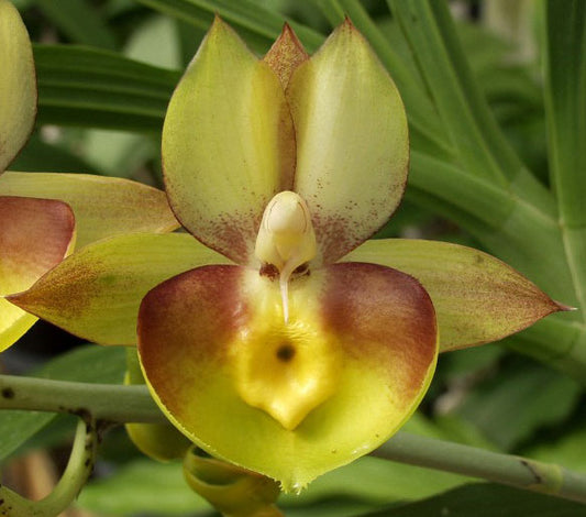 Ctsm. Portagee Star 'BLS' HCC/AOS X Ctsm. Chuck Taylor 'SVO'