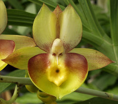 Ctsm. Portagee Star 'BLS' HCC/AOS X Ctsm. Chuck Taylor 'SVO'