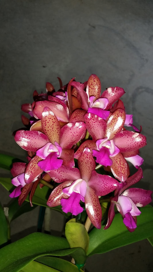 Ctt. Deception Drop (4n) 'Pink Topaz' - Polyploid RARE