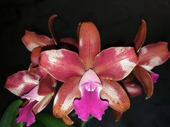 PACK OF 3 SPOTTY CATTLEYAS (BEAUTIFUL HYBRIDS)