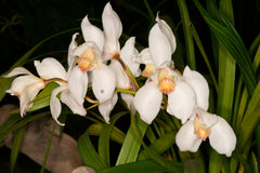 Cymbidium Vanessa Amoros Elinox x Cymbidium Erythrostylum