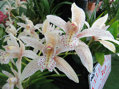 Cym. Edward Marshall Mali X Cym. Hookerainum Wendy