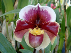 Paph William Provine x Paph. Flash Point