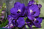 Ascda. Kulwadee FraganceNo.27 X Tristar Blue