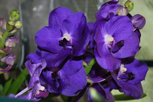 Ascda. Kulwadee FraganceNo.27 X Tristar Blue