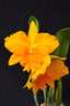Catt. Pot Haw Yuan 'Gold' ( Fragrant )