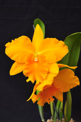 Catt. Pot Haw Yuan 'Gold' ( Fragrant )