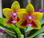 TOP Phalaenopsis Allura 'Magnetosphere (Fragrant Novelty)