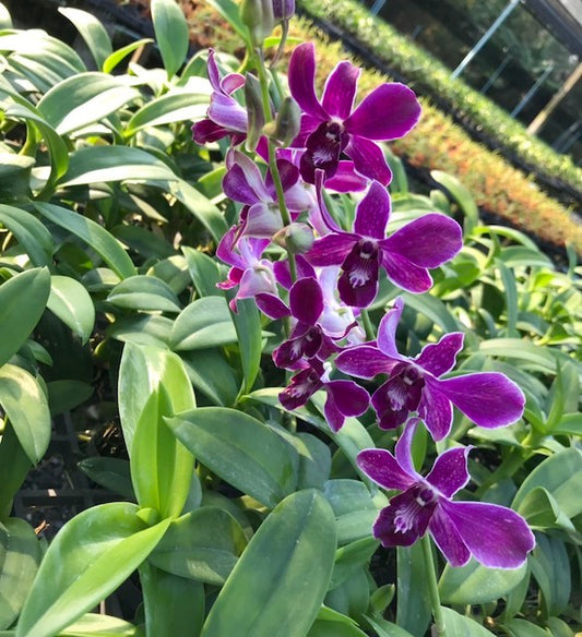 Dendrobium Hiroshi Blue