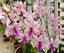 Dendrobium Popeye ( Flowering Size)