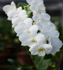 IN SPIKE NOW- Den. (Snowy White x Burana White)