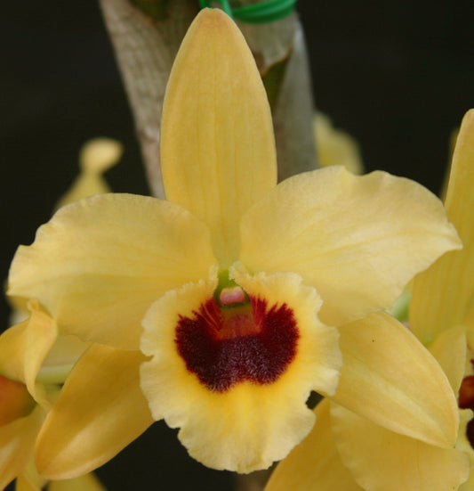 Dendrobium Golden Blossom