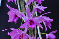 Dendrobium Anosmum (Pink x Blue Lip)