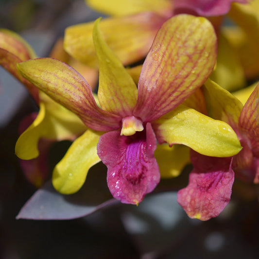 Dendrobium Golden Brown (Mericlone)