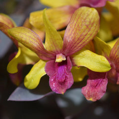 Dendrobium Golden Brown (Mericlone)