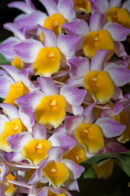 Dendrobium Mousmee ‘Sylvia’ 6N - EXCLUSIVE (Polyploidy)