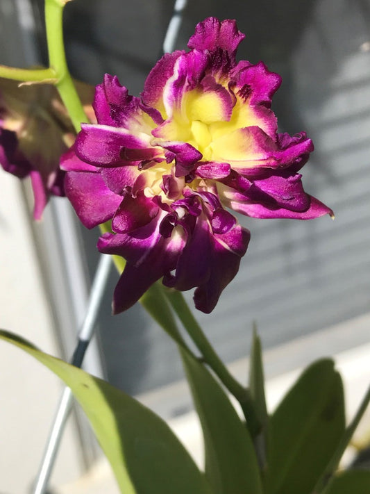 Dendrobium Burana Sunshine ‘Peony’