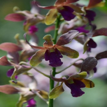 Den. Lasianthera x bigibbum var. compactum