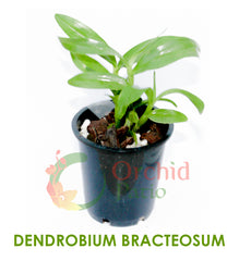Dendrobium Bracteosum