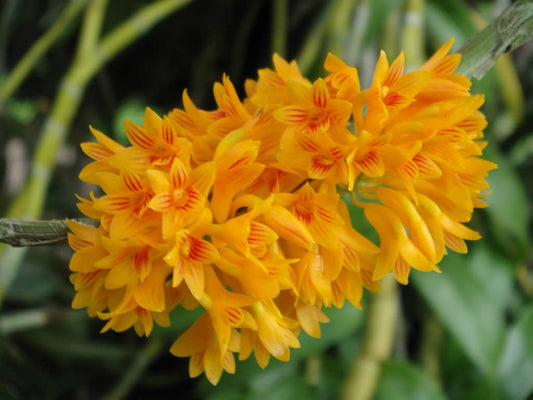 (Species)Dendrobium Topaziacum / Bullenianum