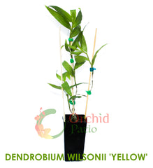 Dendrobium Wilsonii 'Yellow'