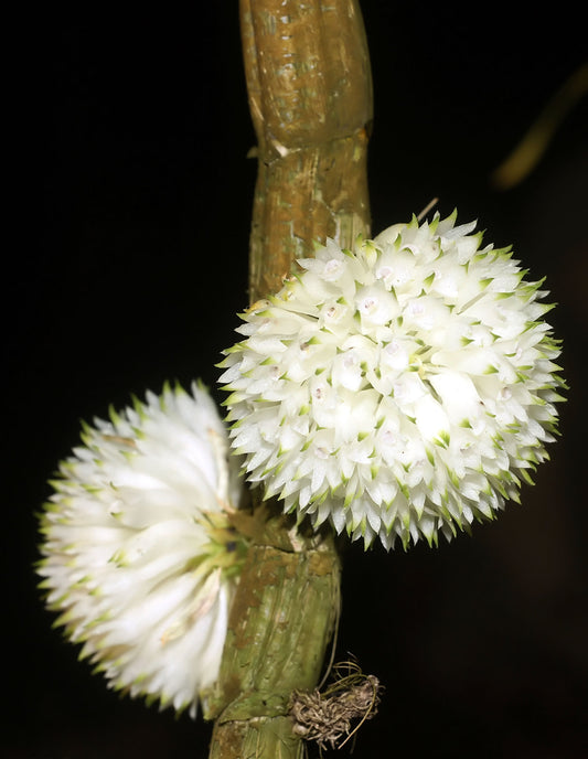 Dendrobium purpureum var. alba (Beautiful White Species)