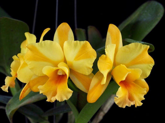 Blc. Nell Hammer (Fragrant)