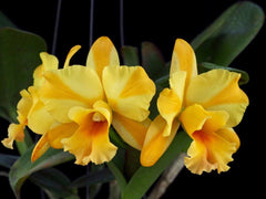 Blc. Nell Hammer (Fragrant)