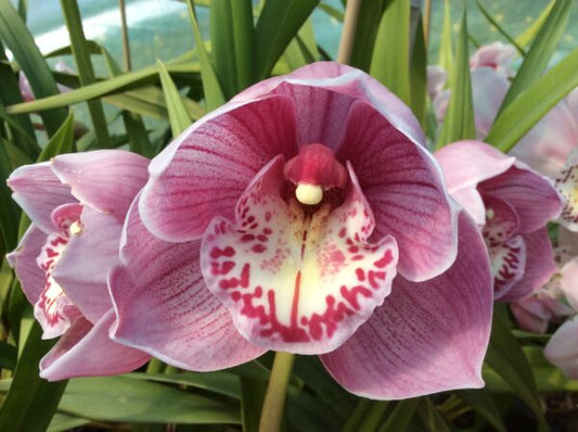 Alexandra's Flame x Red Khan ‘Dural’