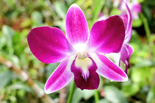 Dendrobium Earsakul (IN BLOOM!)