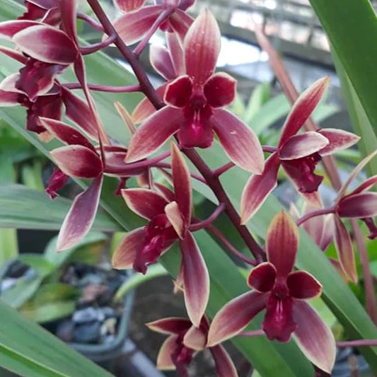 Cymbidium Ensi Canal