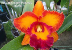 TOP - Rlc. Golf Rainbow X Rlc. Jac Golden Peacock (Cattleya Hybrid)